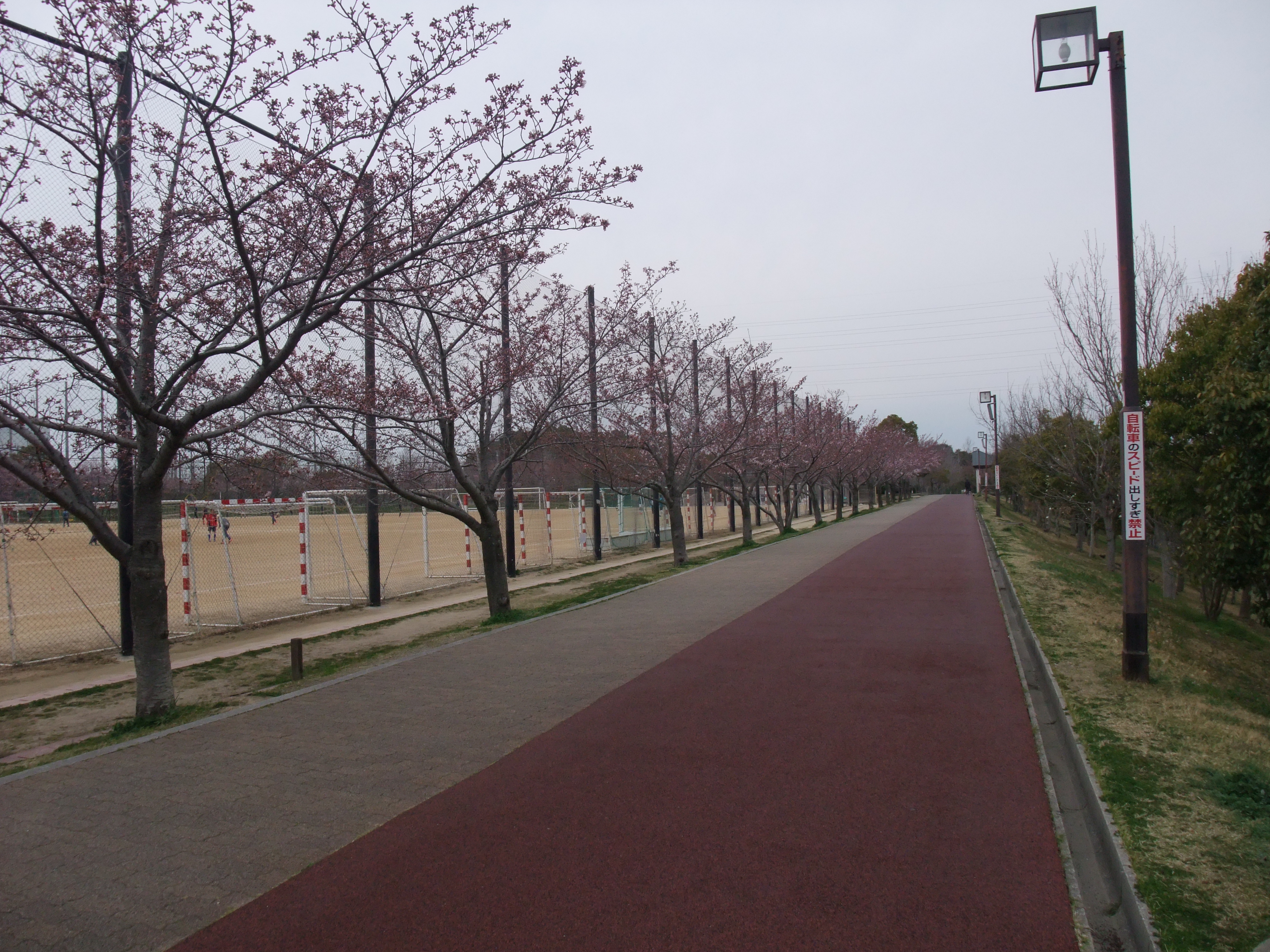 垂水健康公園の桜