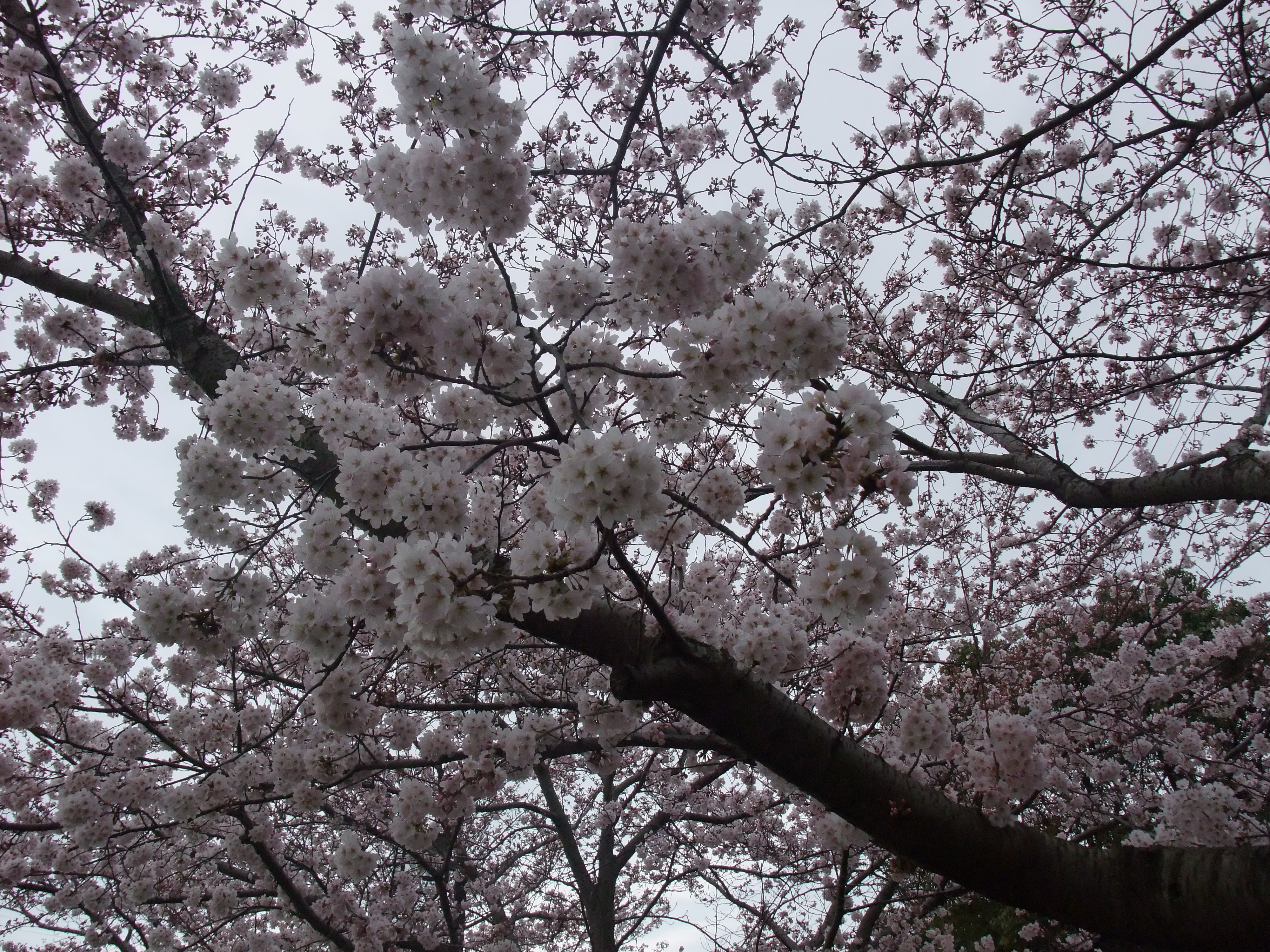 垂水健康公園・桜